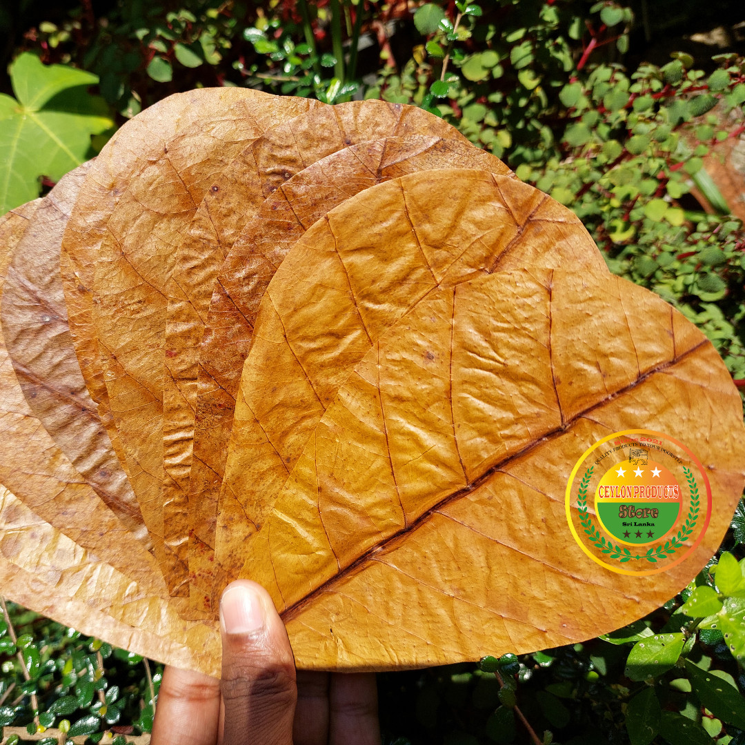 3.5oz Catappa Indian Almond Leaves Ketapang Leaf Shrimp Betta Fish Aquarium Care