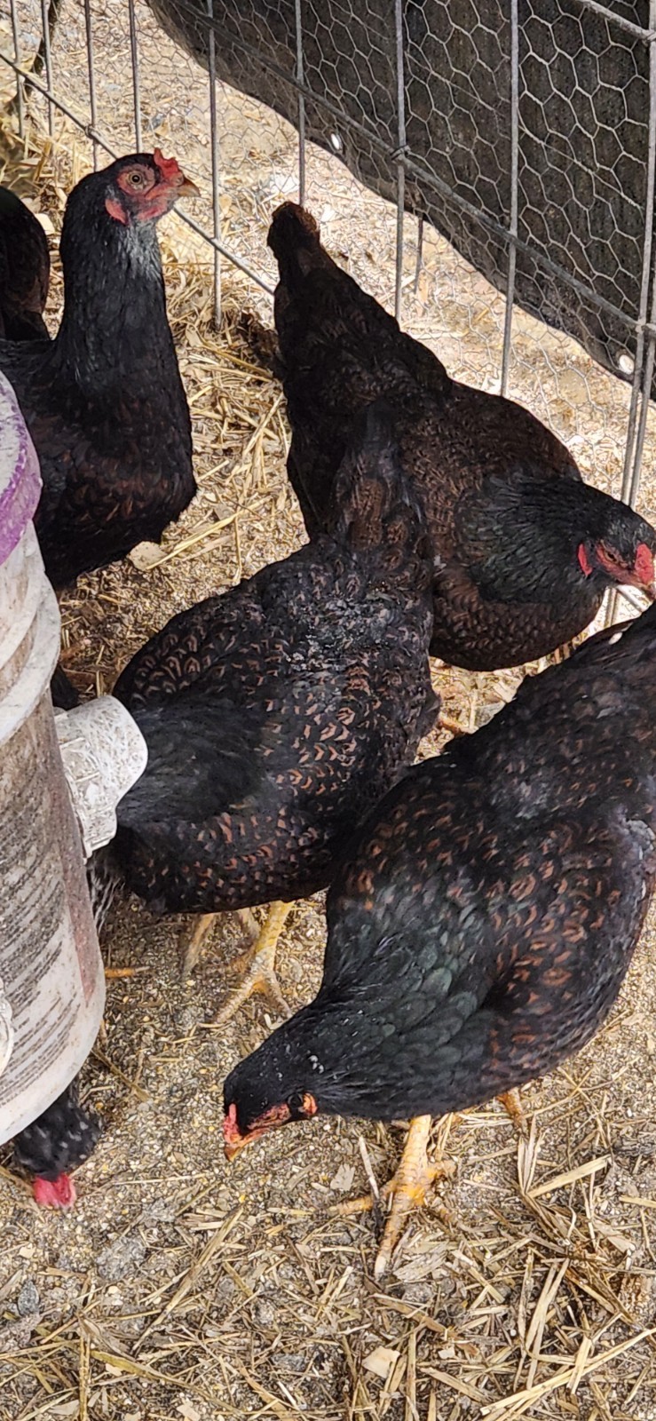 8+ Dark Cornish Hatching Eggs