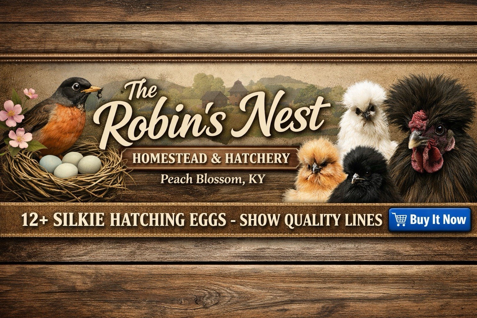 6 Silkie Hatching Eggs – Bearded, Fluffy, Show Quality Mix – Assorted Color