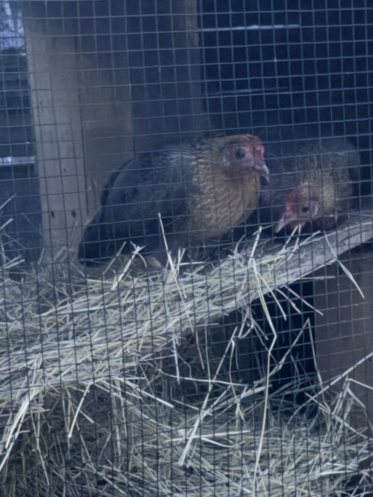 5 Old English Bantam Hatching Eggs-Pure-bred