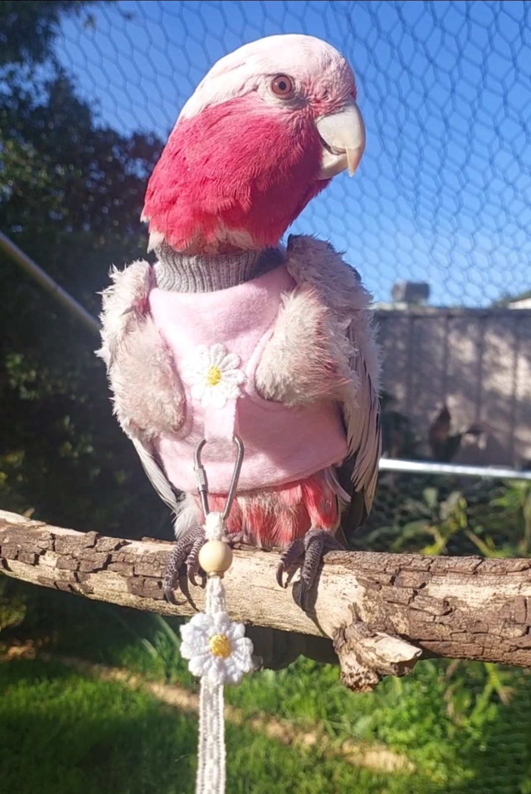 Bird Daisy Harness And Lead