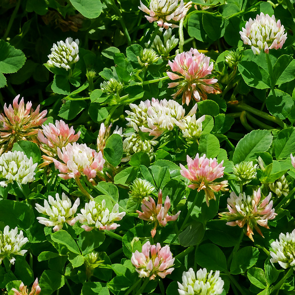 Balansa Clover Coated Seed – Deer Food Plot Cover Crop Forage 50 lb