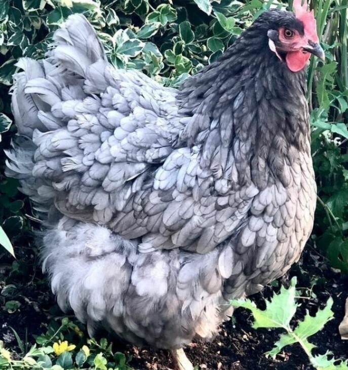 5 + Lavender Orpington English Fertile Hatching Chicken Eggs