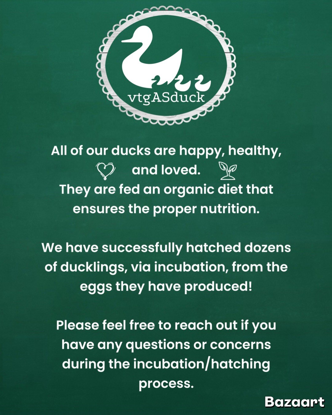 4 BLACK SWEDISH DUCK EGGS- WILL SHIP SAME DAY LAID