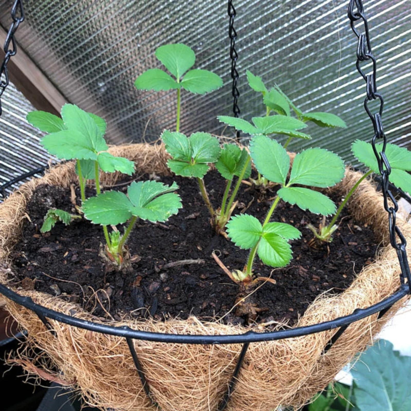 Cream Strawberry Seeds – 200 Seeds – Non-GMO Perennial Variety for Garden Beds