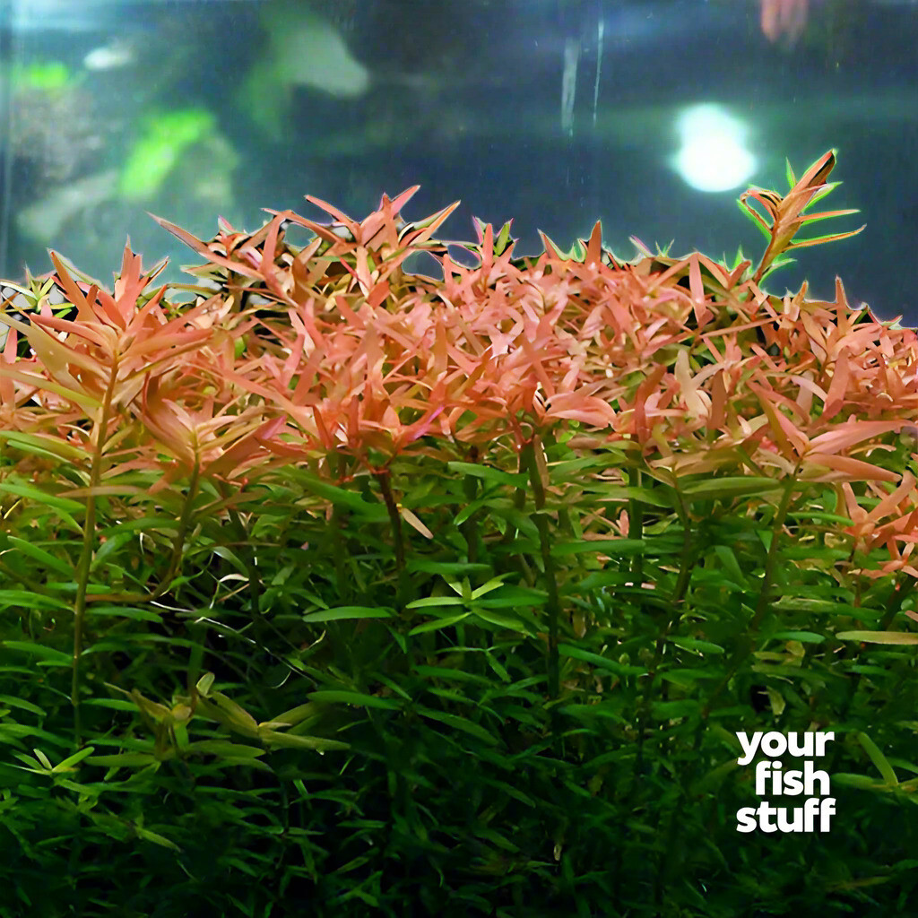 Rotala indica (rotundifolia) Red Live Aquarium Plant- *BUY 1 GET 1 at 50% OFF