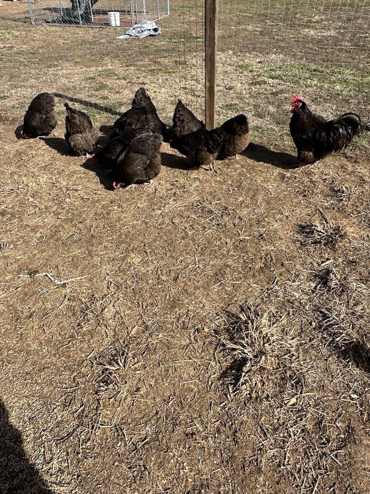 English Chocolate Orpington Hatching Eggs 12+