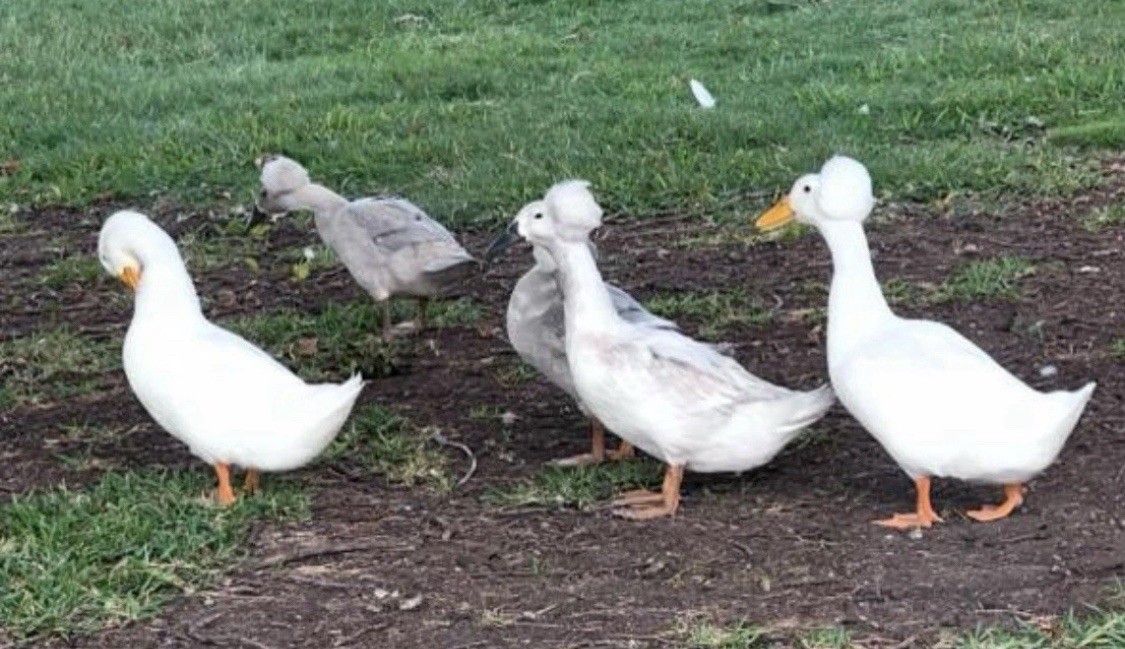 12 Fertile Duck Hatching Eggs - Barnyard Mix