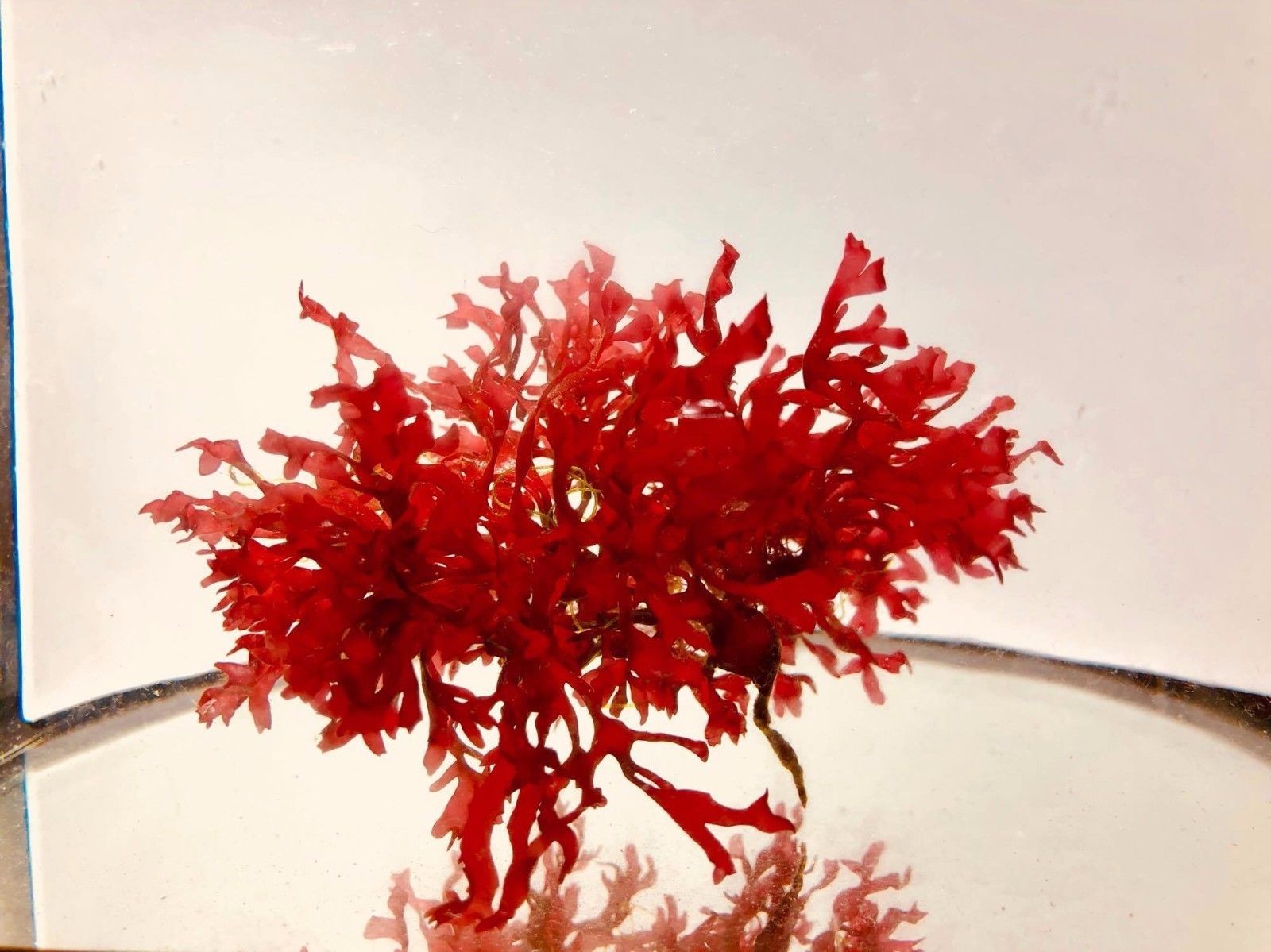 Live Saltwater Red Pom Pom Macro Algae Plant Reef Marine Refugium