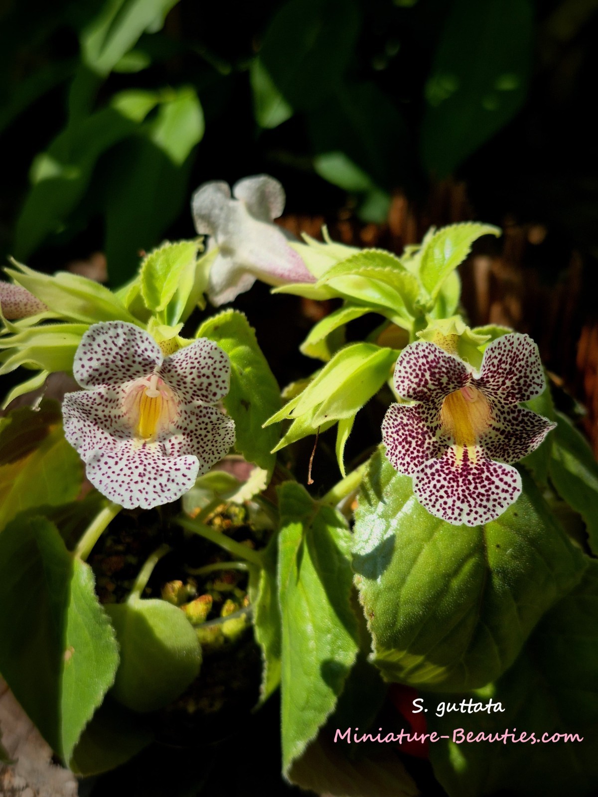 Sinningia Guttata s.e.e.ds, compact species Tariffs included