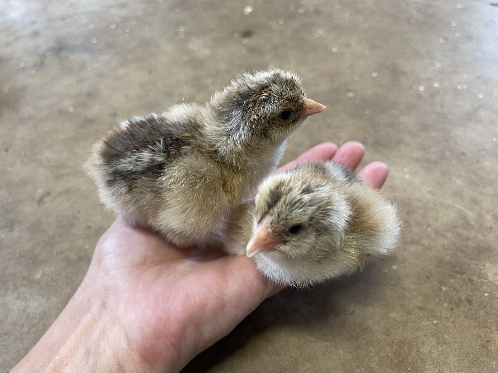 6+ Blue/Black/Splash SILVER/GOLD Partridge Brahma Hatching Eggs