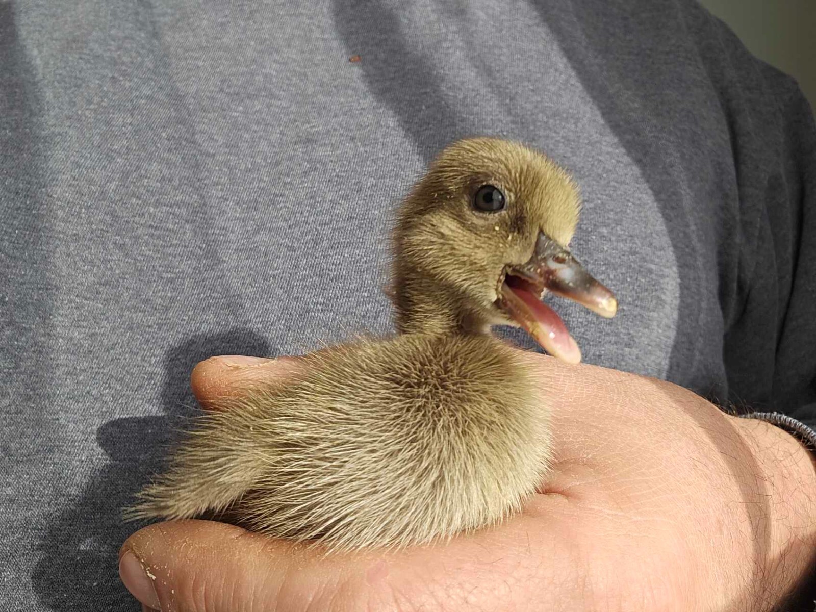 12  Khaki Campbell Duck Hatching Eggs