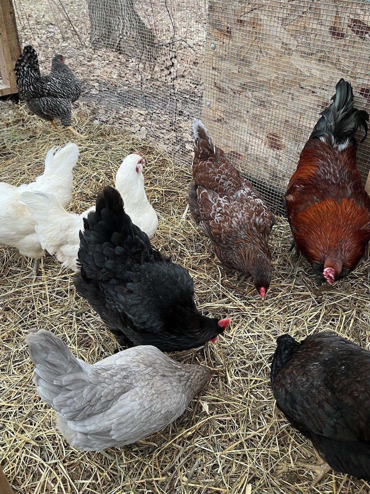 16 + Hatching Eggs Sampler - Easter Egger, Marans, Wyandotte, Ameraucana