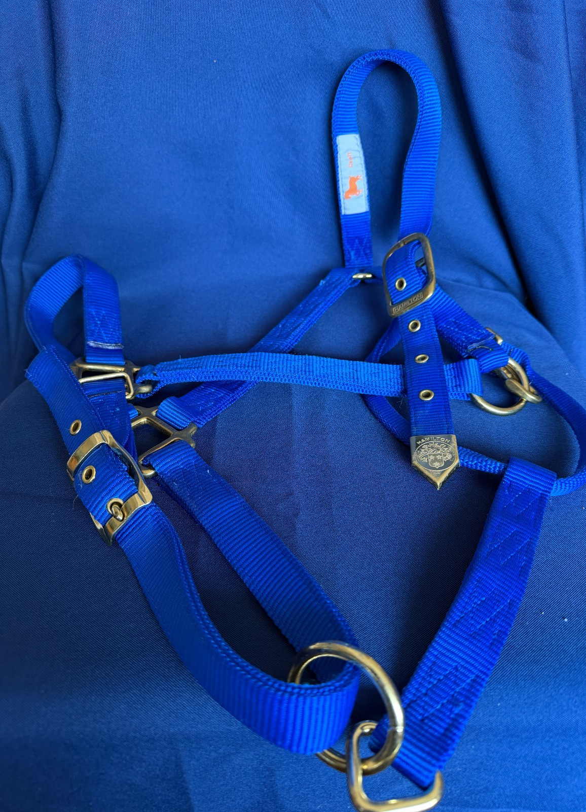 Draft Sized Hamilton Horse Halter - Royal Blue