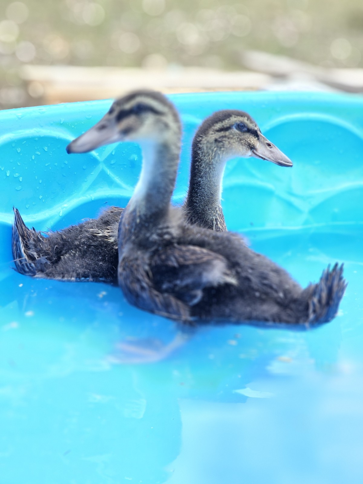 8 Hatching Duck Eggs