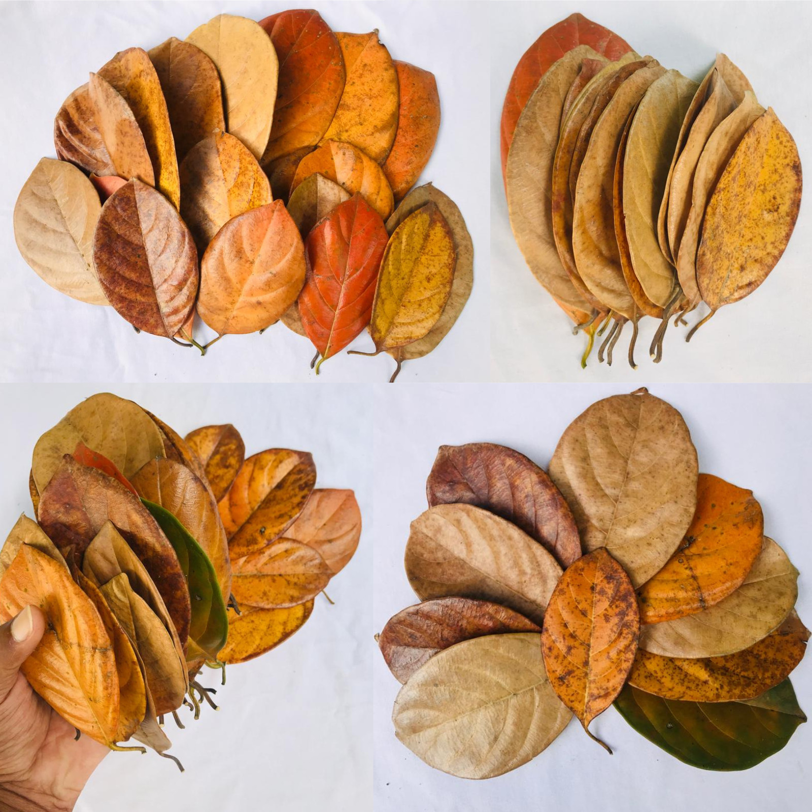 Dried Jack Fruit Leaves Organic Bio Film Shrimp Aquarium Ceylon Natural 100Pcs