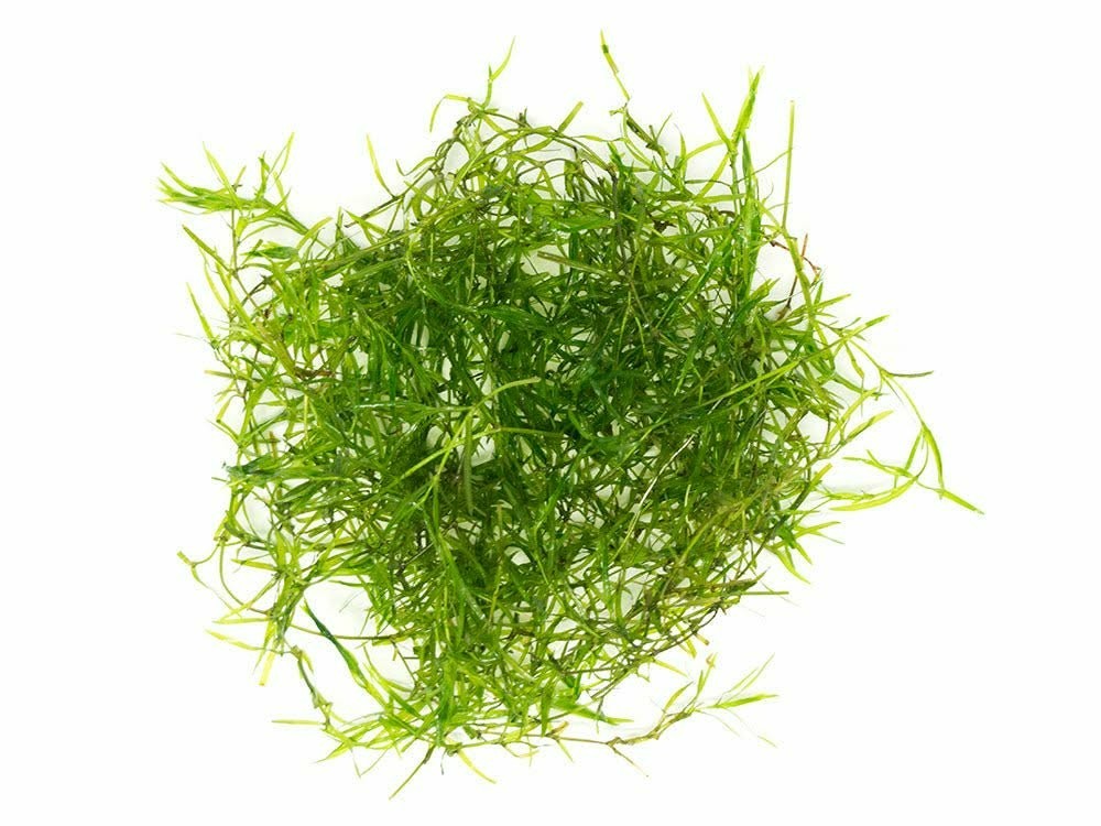 Guppy Grass Live Aquarium Plant – Najas Guadalupensis Fast Growing Shrimp Safe