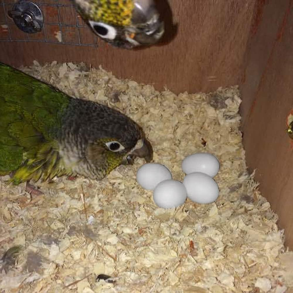8Pcs Solid Plastic Parrot Fake Eggs, Keeping Them from Laying Anymore Eggs, Suit