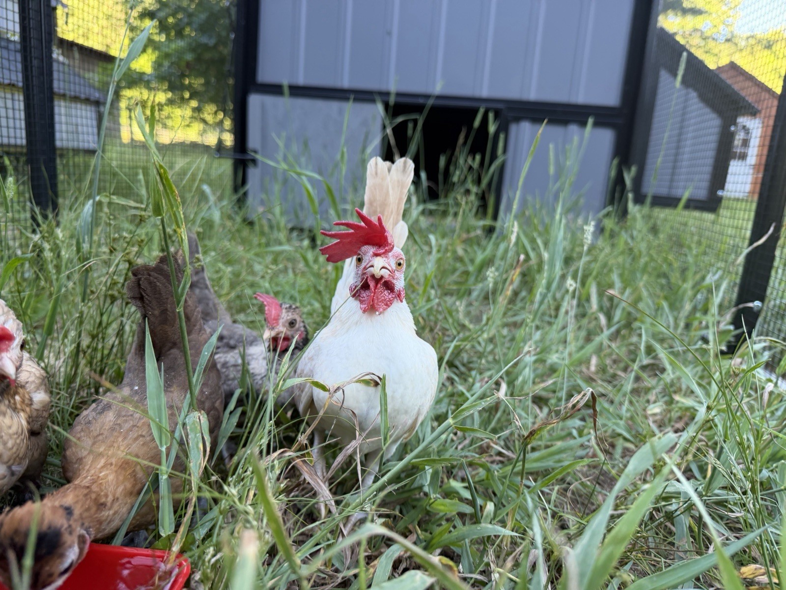 6 Kikiriki Hatching Eggs 🐣 Tiny Chickens From Puerto Rico