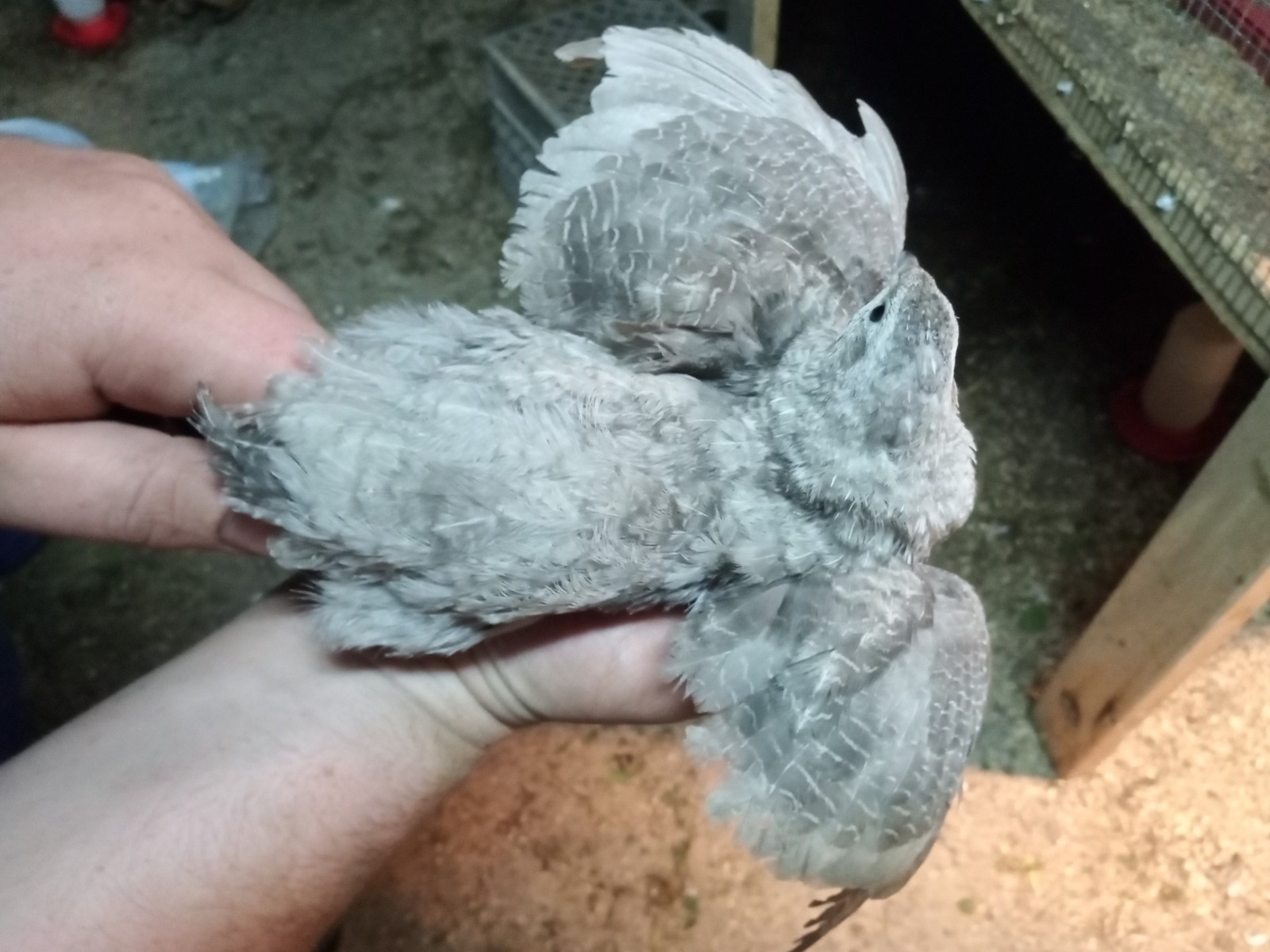 50+ Rare Conturnix Quail hatching Eggs Mixed Colors