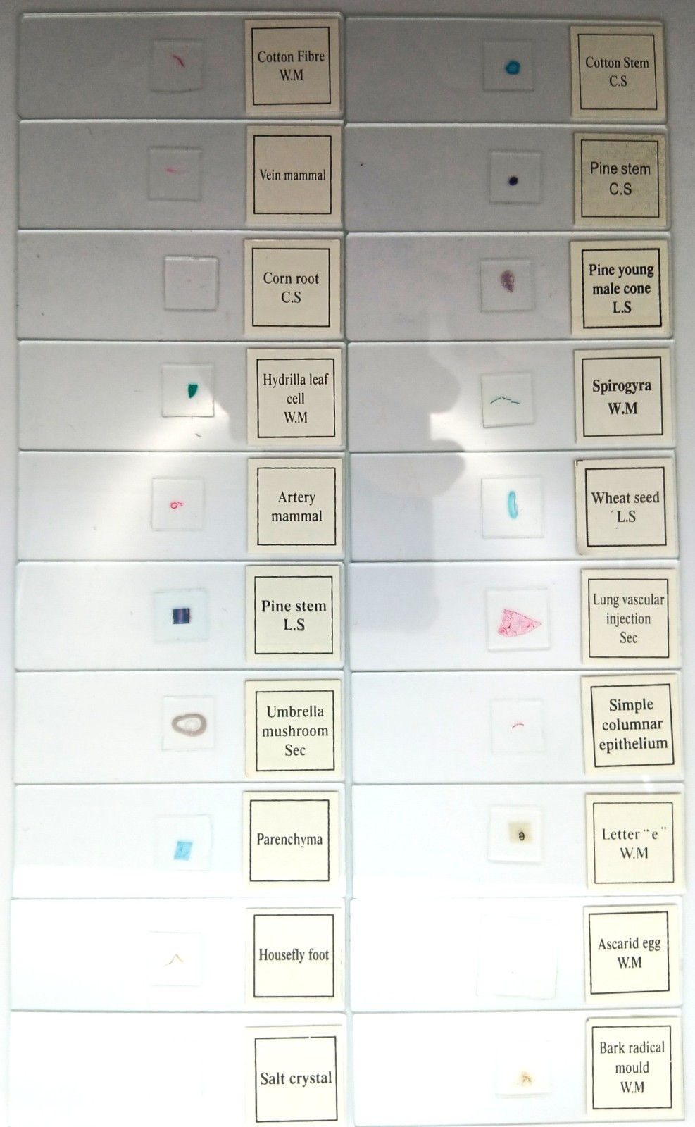 Histological Microscope Slide Preparations (100) - Zoological and Botanical