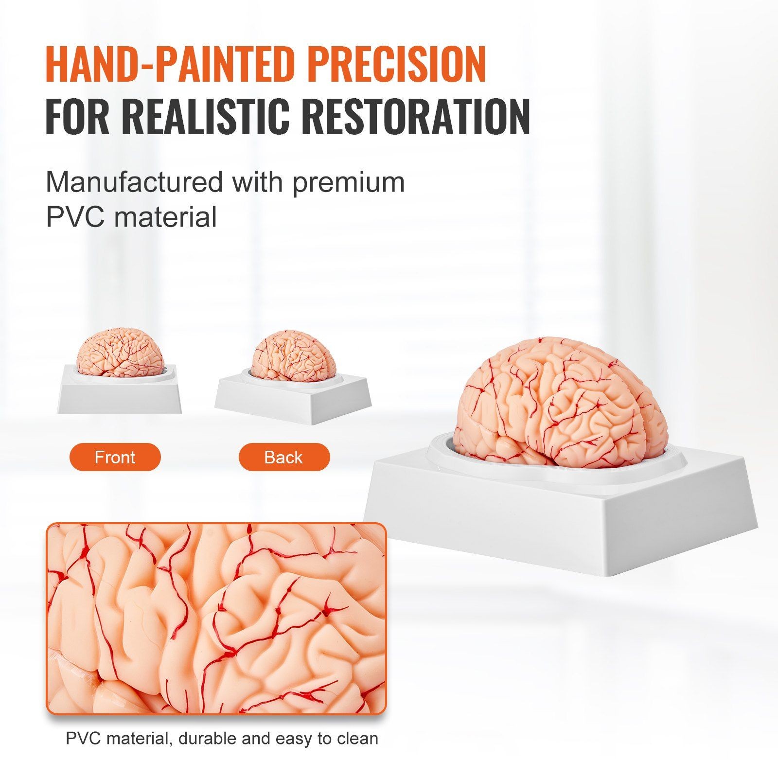 9-Part 1:1 Human Brain Teaching Model, PVC, Labeled & Display Ready