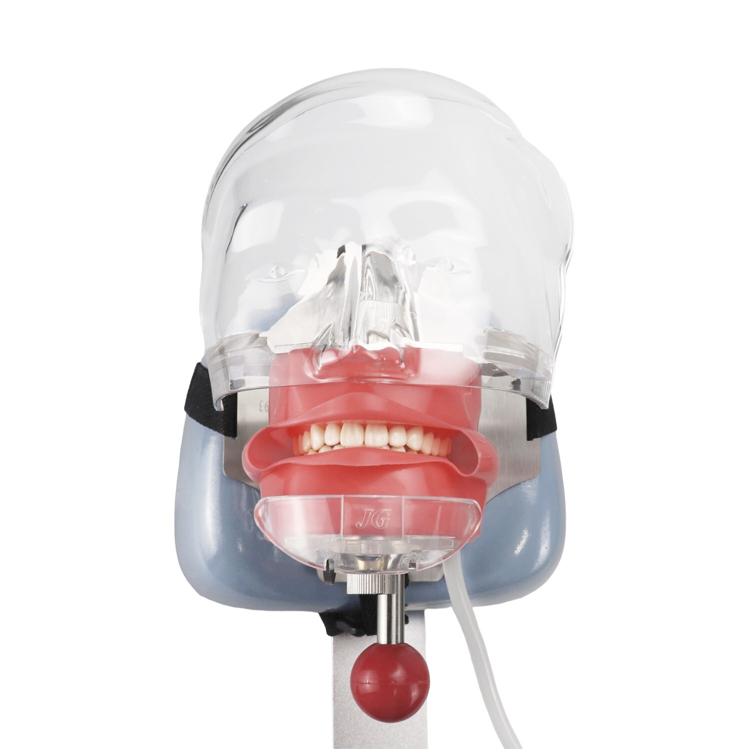 Dental Simulator Mannequin Head Teeth Model Teaching Practicing Head Mold desk