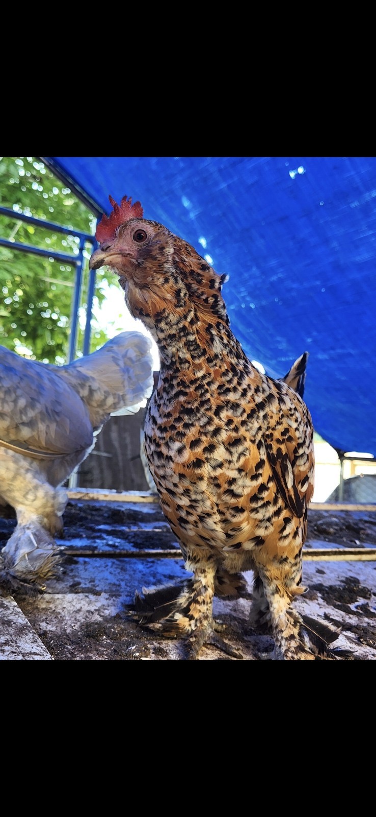 Fertile Bantam Mystery Hatch 18 eggs