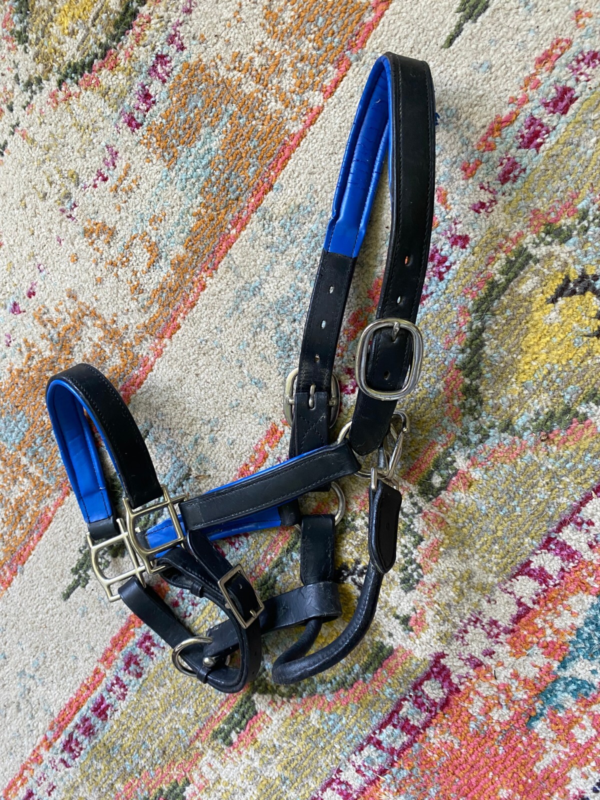 dover saddlery padded full size leather halter no reserve FREE SHIPPING