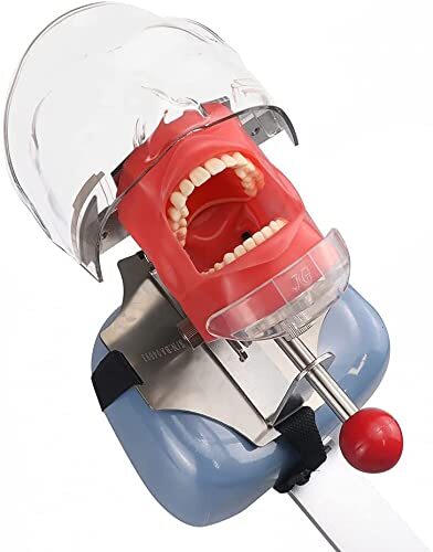 Replaceable Typodont Tooth Model 360-Degree Adjustment for Dentists &Hygienists