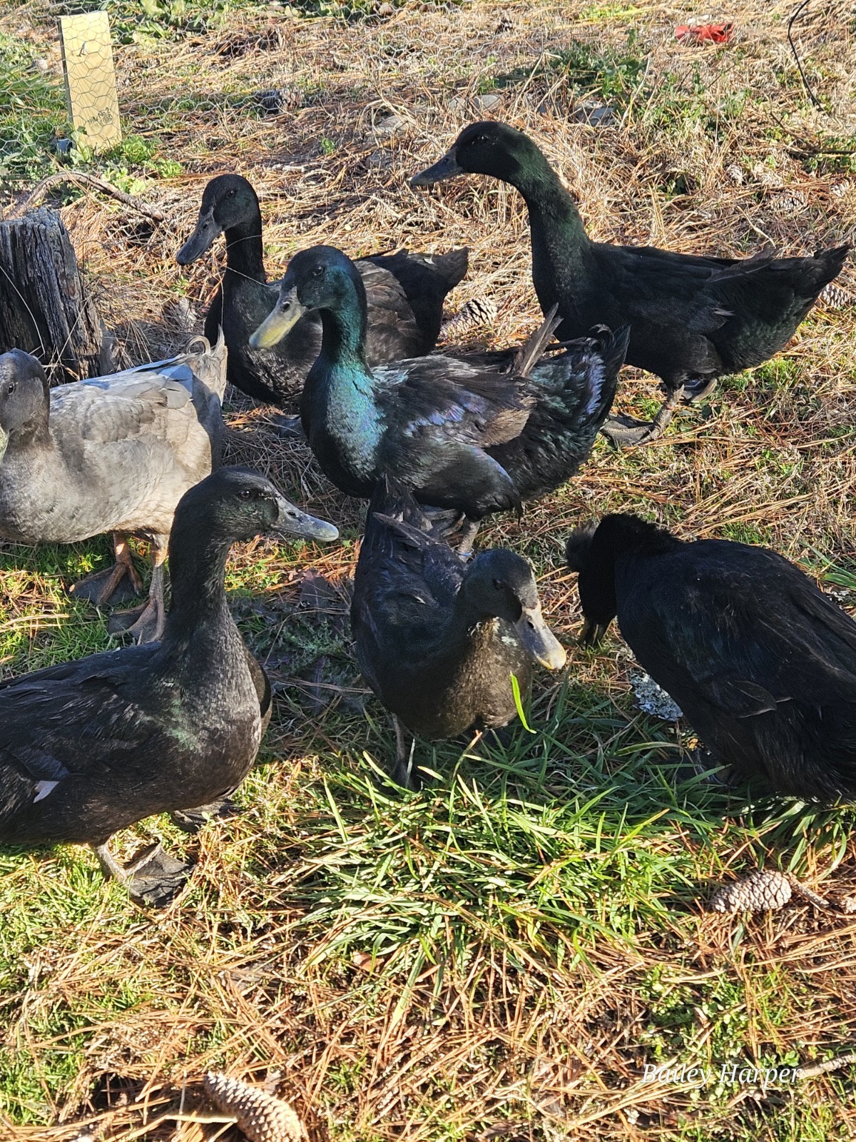 6 Cayuga Duck Hatching Eggs – NPIP – Fertile Eggs