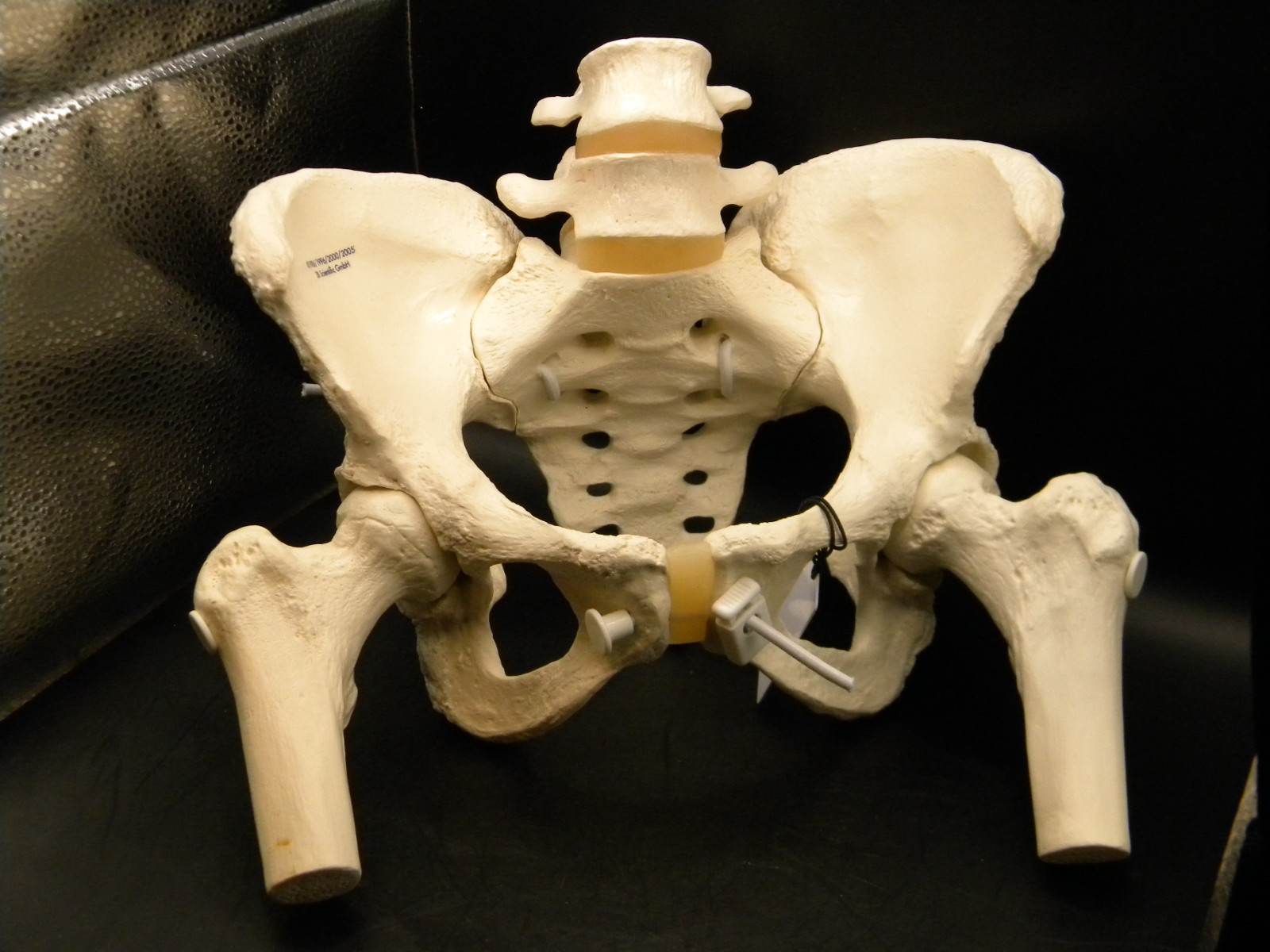 New 3B Scientific GmbH Anatomical Female Pelvis Model With Moveable Femur Heads