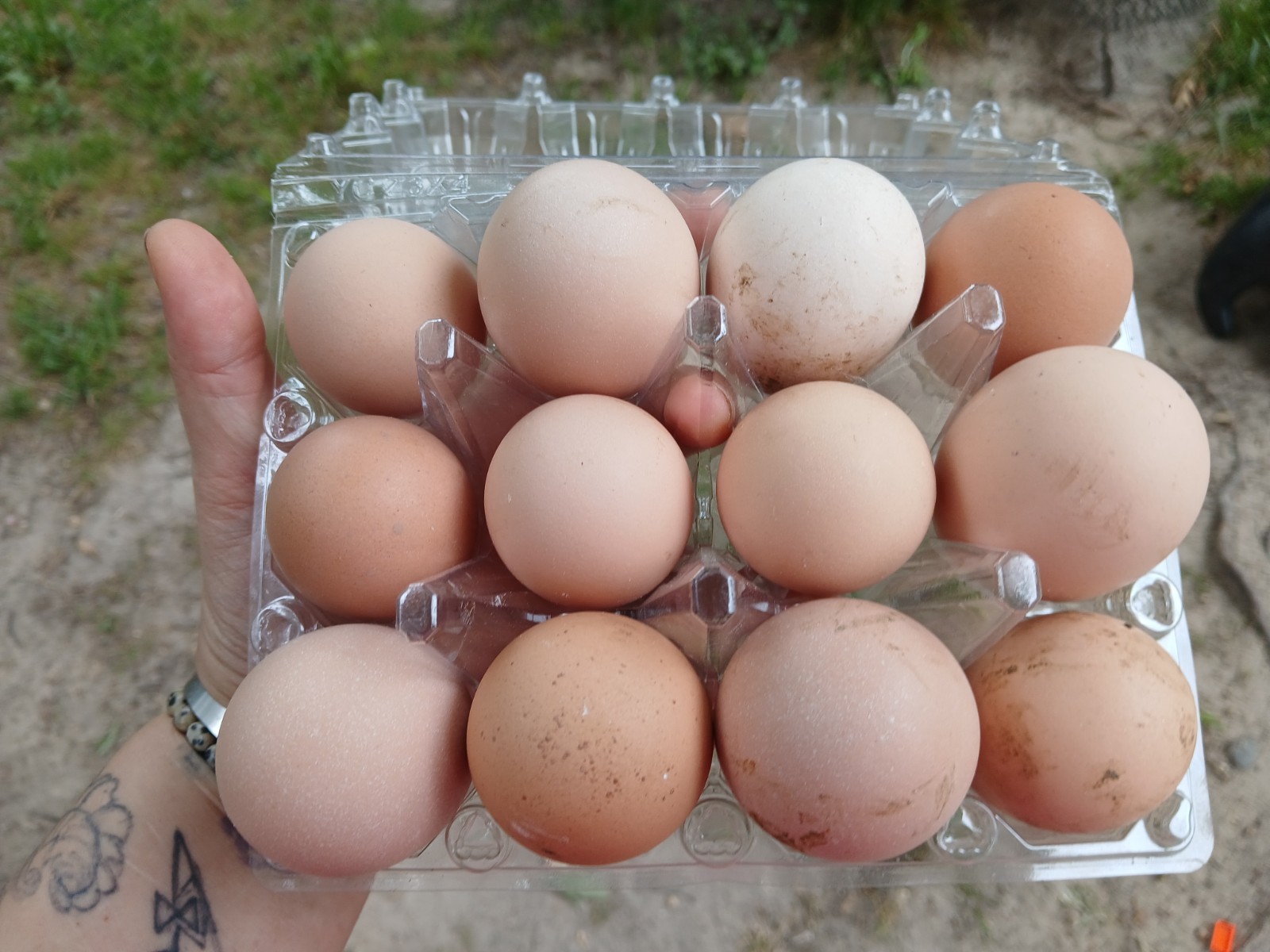 F1 North American Pita Pinta hatching eggs.