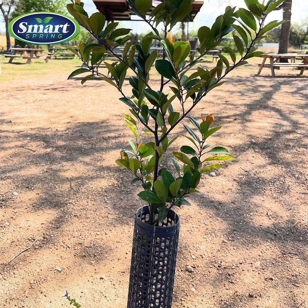 Spiral Tree Guards 15", Adjustable Protection, 6 Pcs