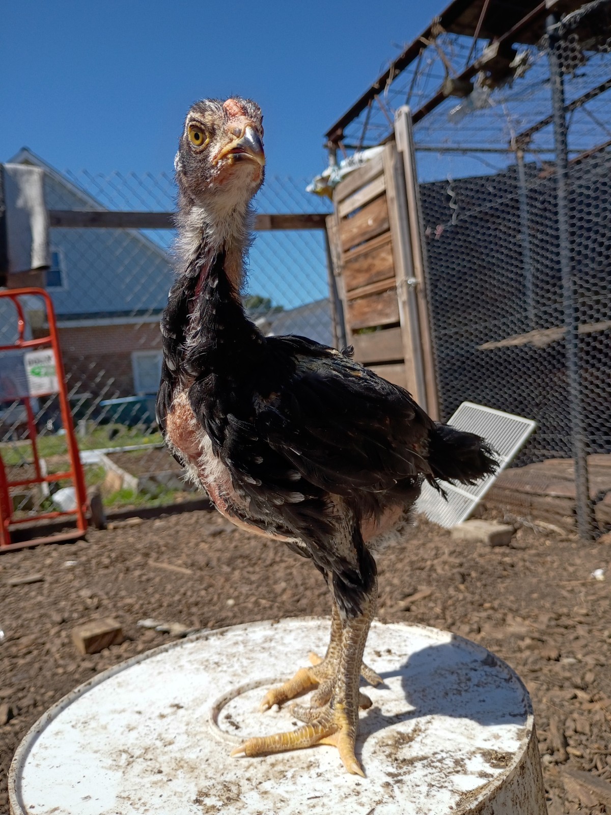 6 Rare Heritage Chicken Hatching Eggs –D0N- Gan0i-Cold Season Sale
