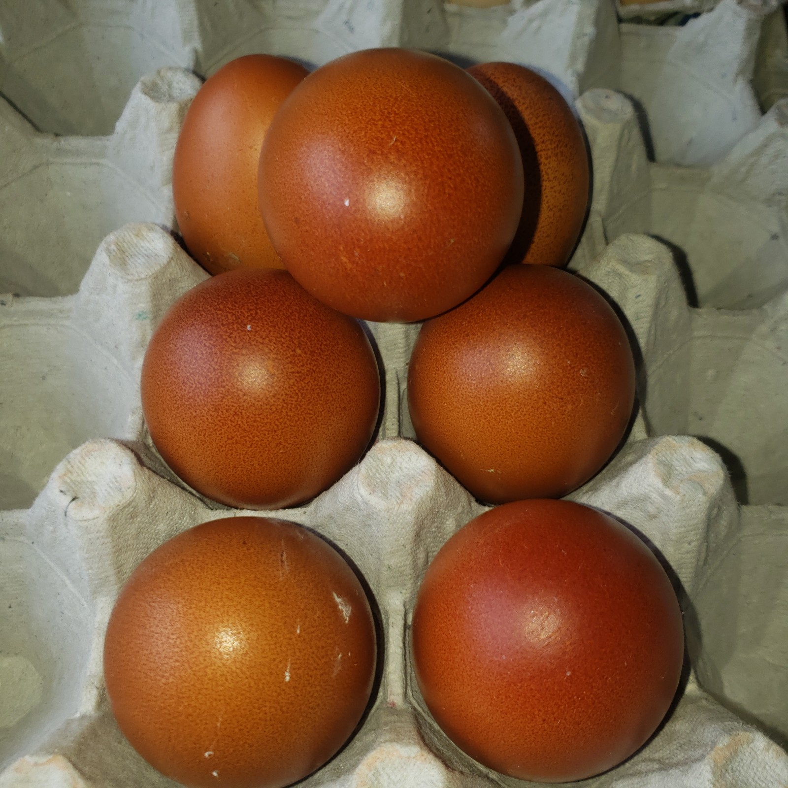 12 Rainbow Chicken Hatching Eggs Free Ranch Happy Chicken