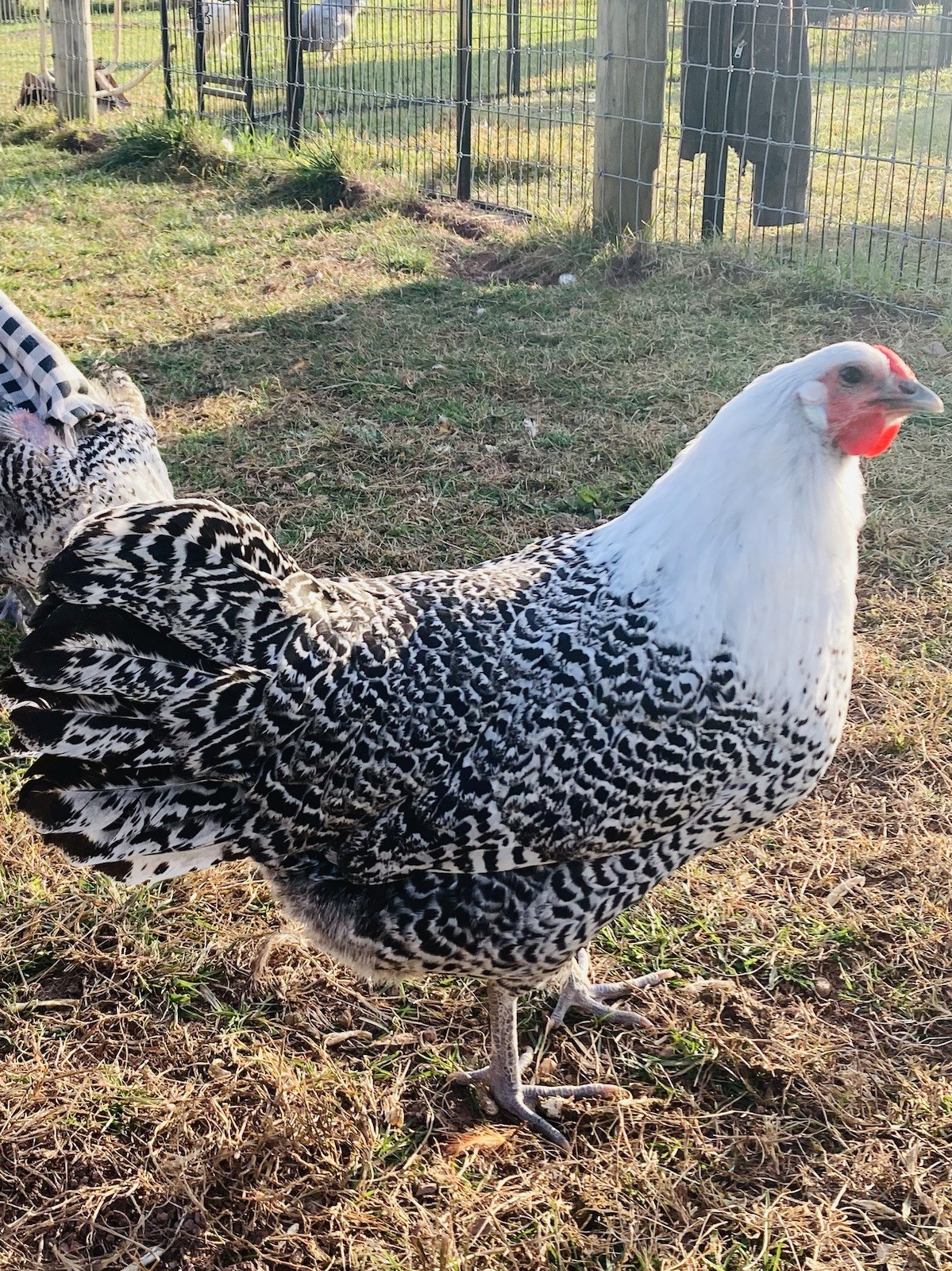 6 n 6 Dozen+ Purebred Silver And Gold Deathlayer Hatching Eggs Rare Breeds