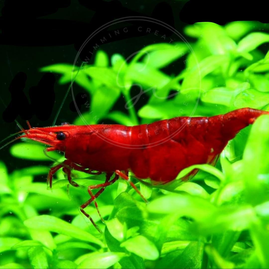 10 Premium Fire Red Neocaridina Shrimp Live Freshwater Aquarium Shrimp