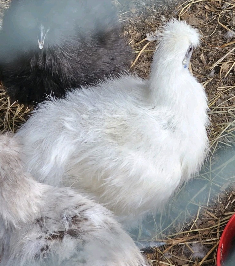 12+ bantam/easter egger cross, possible purebreeds!!