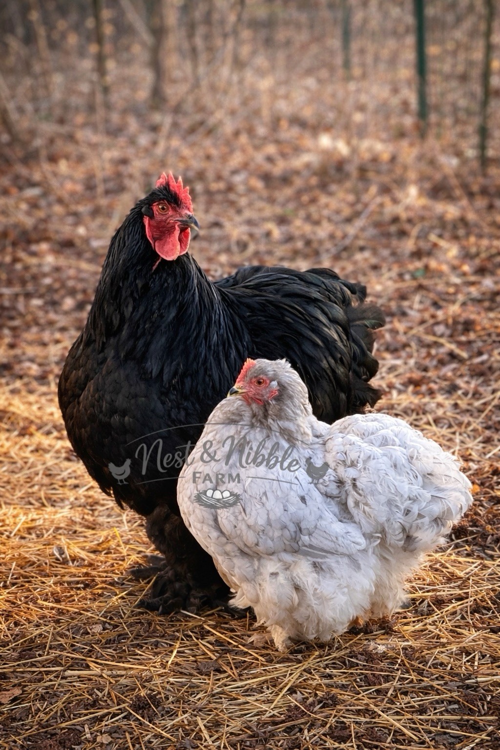 12+ Large Fowl Cochin BBS Blue, Black, Splash Hatching Eggs