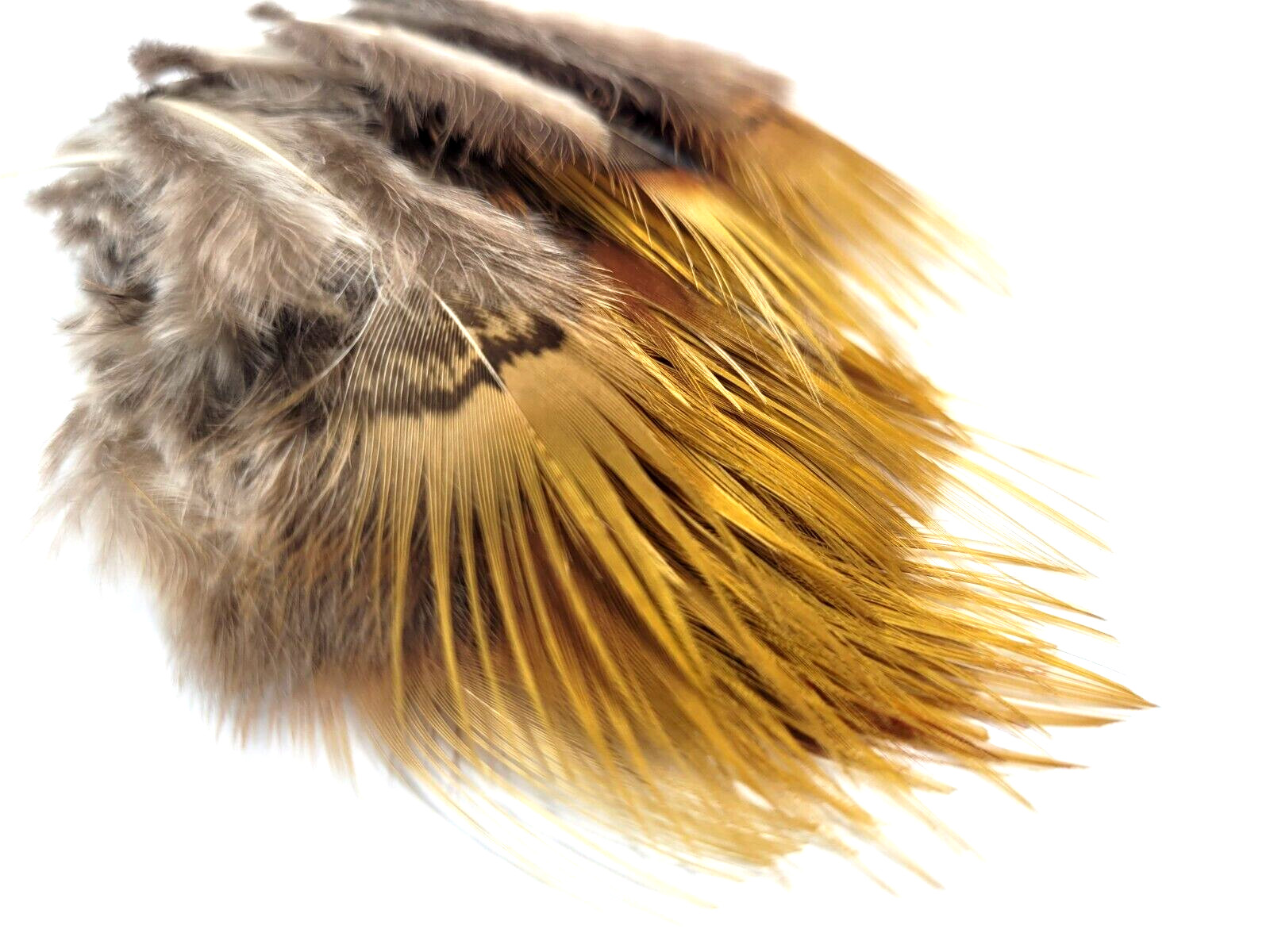 PHEASANT TAIL FEATHERS - GOLDEN/ RED - TAILS - 12 pc. - Fly Tying Materials