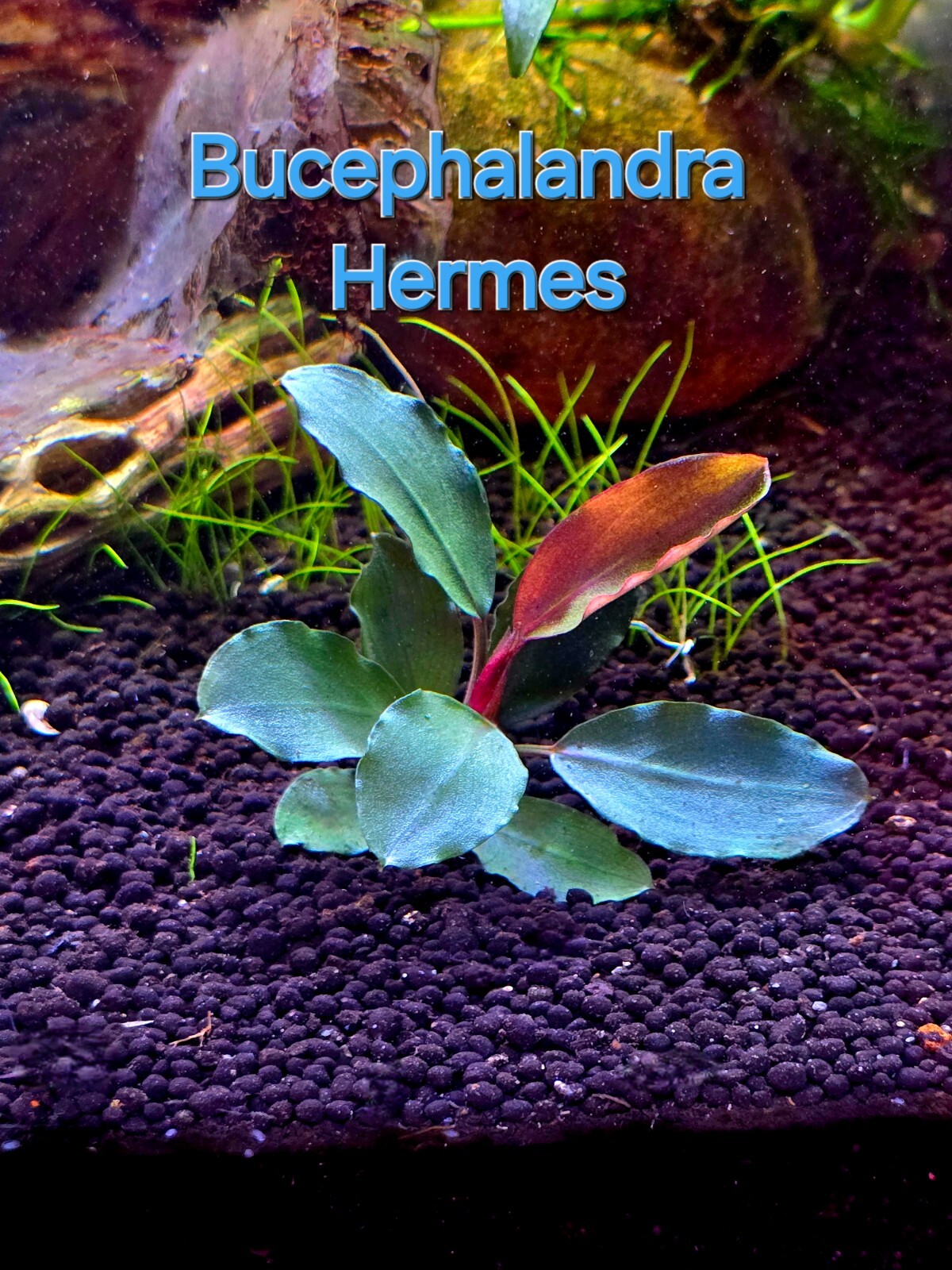 Bucephalandra Hermes Live Aquatic Buce Epiphyte Rhizome Fish Shrimp Tank Plants