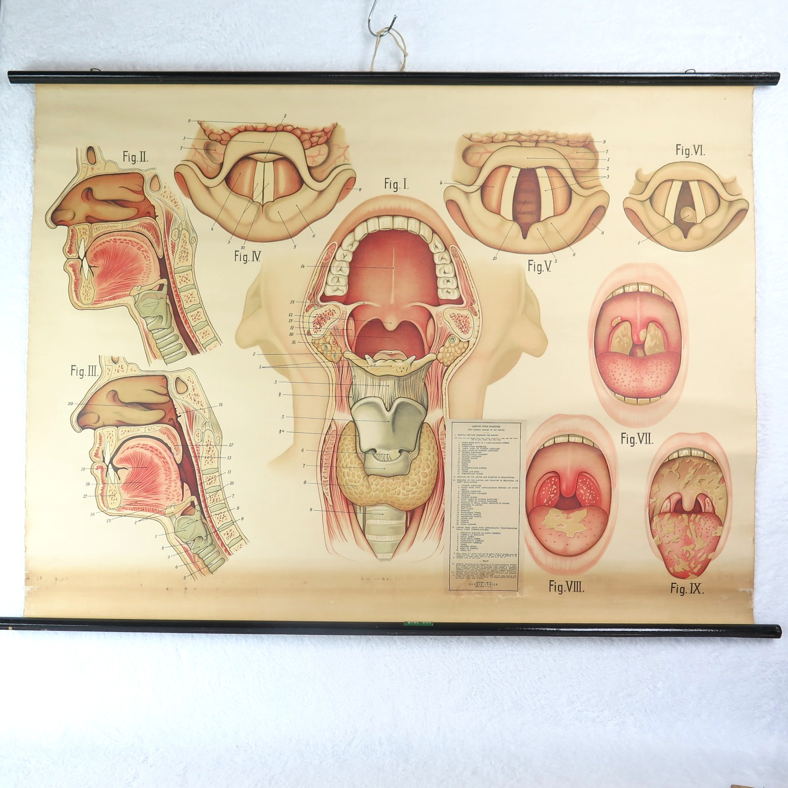 Vintage Larynx & Pharynx Chart Pull Down School Science Academia USA Made Canvas