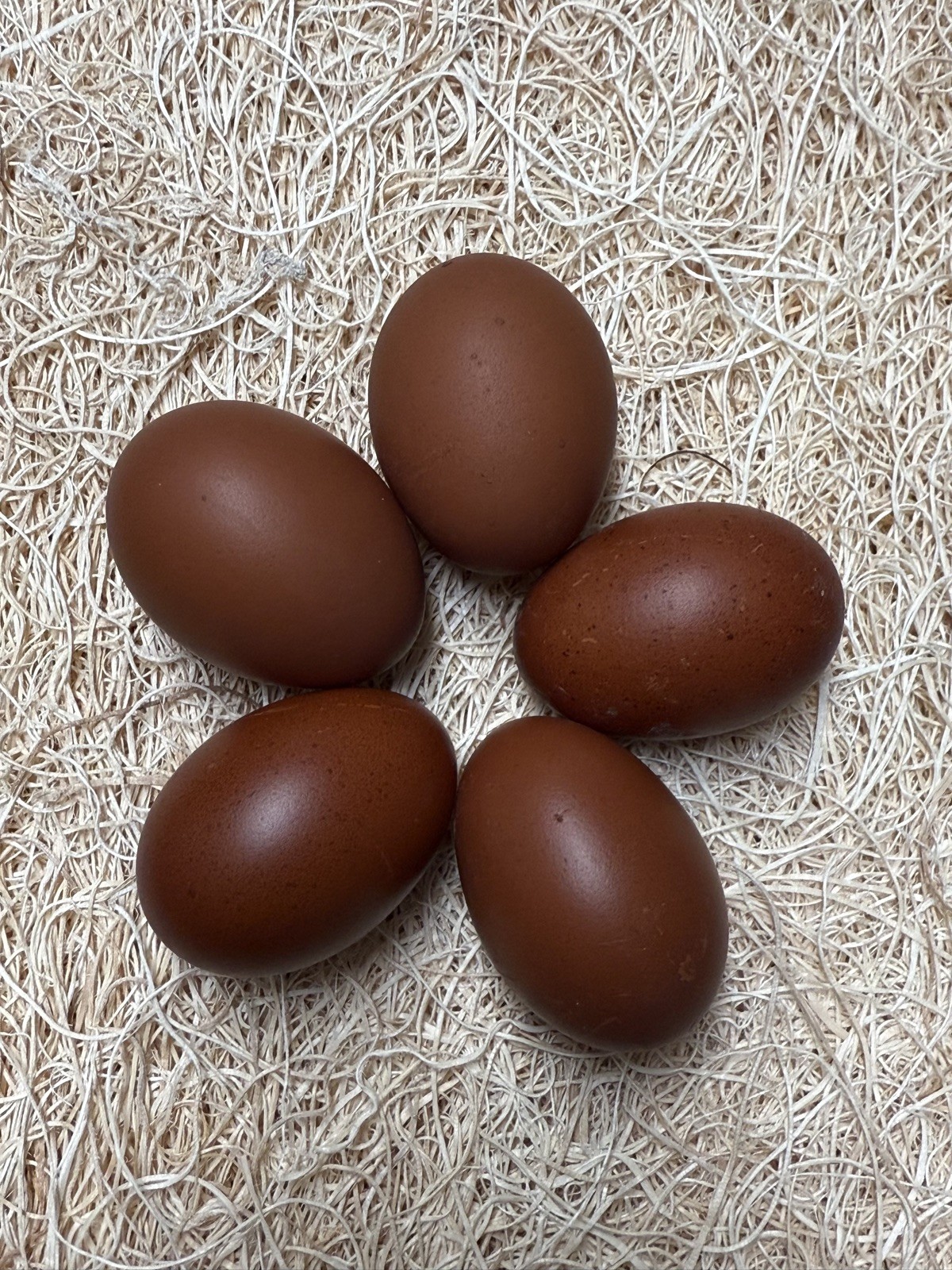 12 + 1 Black Copper Maran Dark Brown Fertilized Hatching Eggs
