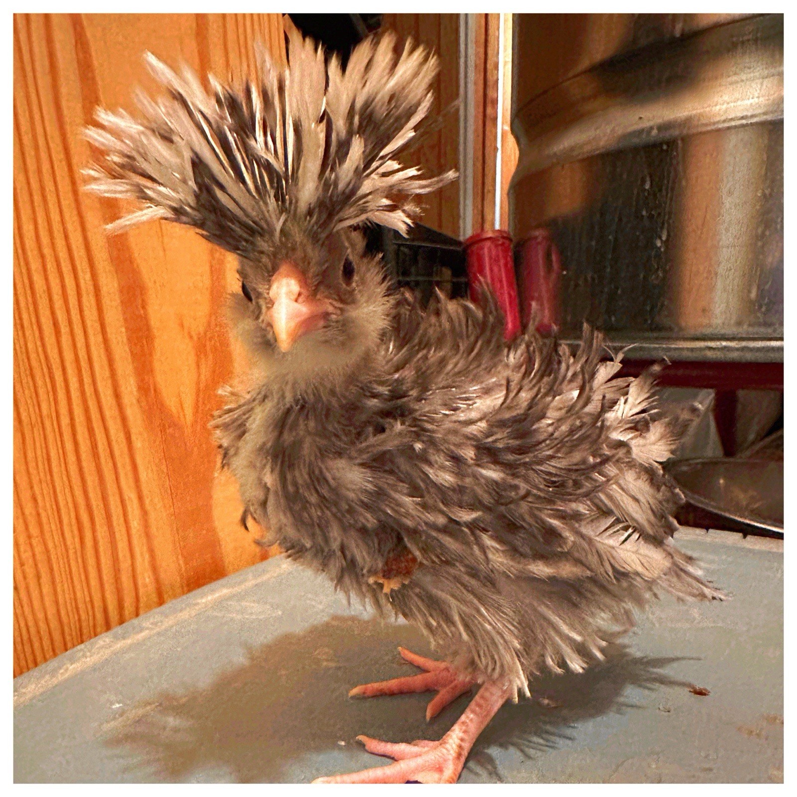 6 Polish Chicken Hatching Eggs (NPIP Certified)