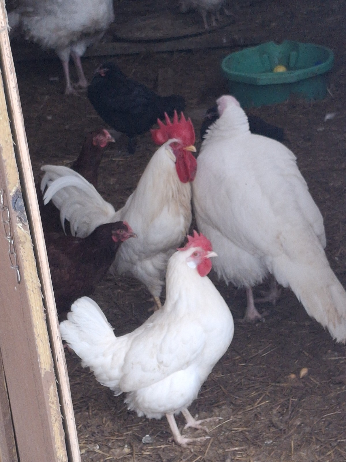 1 Dozen White Leghorns - Hatching Eggs NPIP/AI clean