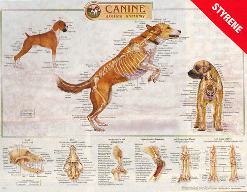 Canine Anatomy Wall Charts SET OF 3 Skeletal Musculature Internal LFA #92510 Dog