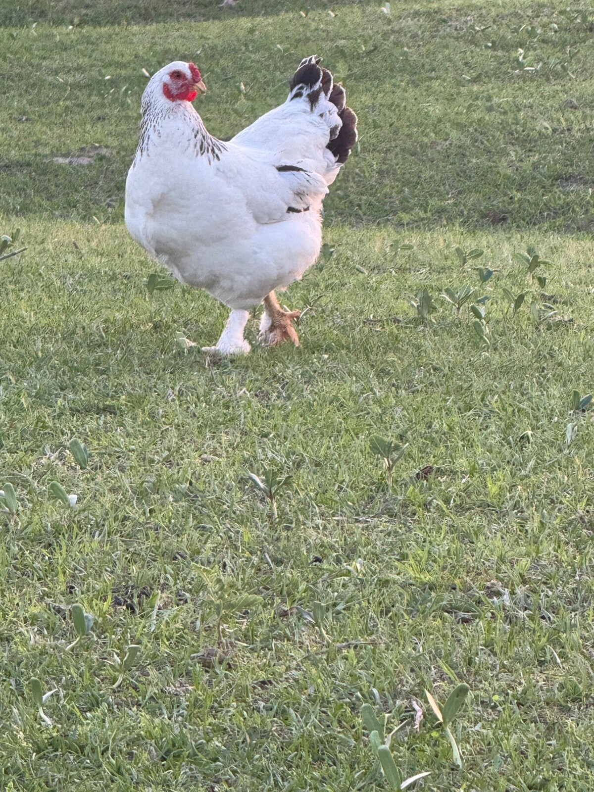 24 Rare Breed Mix Chicken Eggs