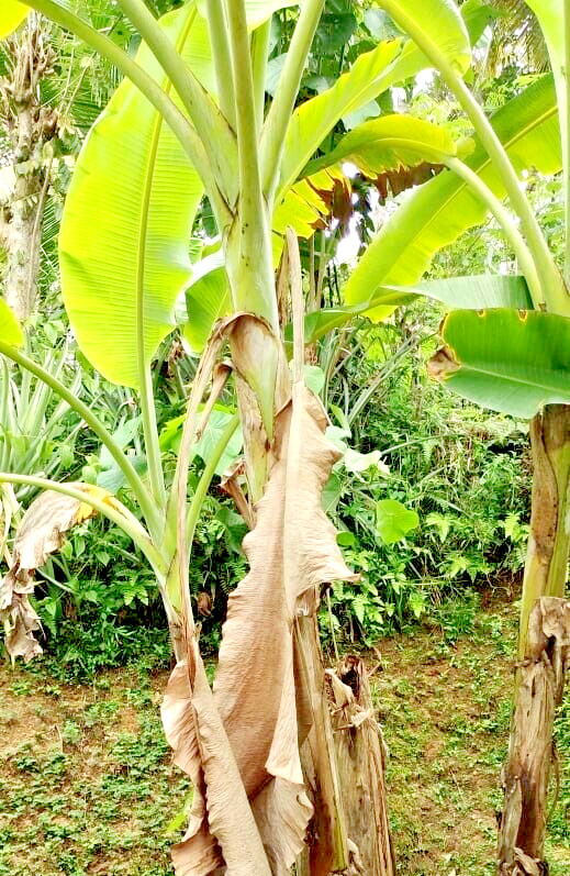 Dried Banana Leaves Fish Aquarium Shrimp Cleaning Organic Pet Supplies 100Pcs