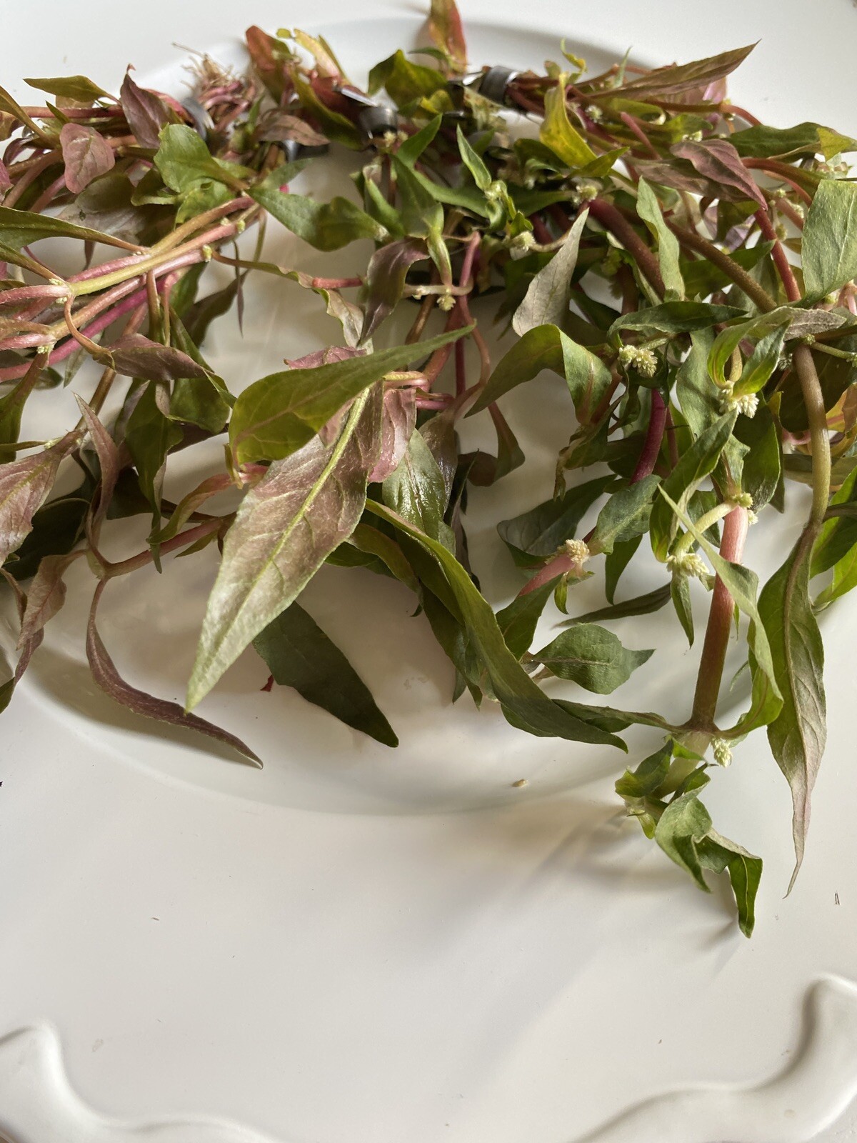 BUY 2 GET 1 FREE- Scarlet Temple Live Aquatic Plant- Beautiful Pink Plant!